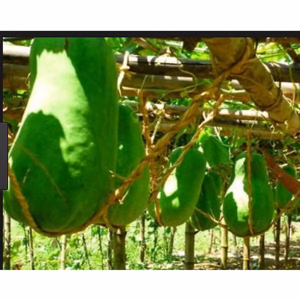 Bí đao khổng lồ loại cây trồng phổ biến ở địa phương, được trồng từ tháng 11 âm lịch và thu hoạch vào khoảng tháng 4 năm sau. Ảnh: Quy Nhơn Group Tour