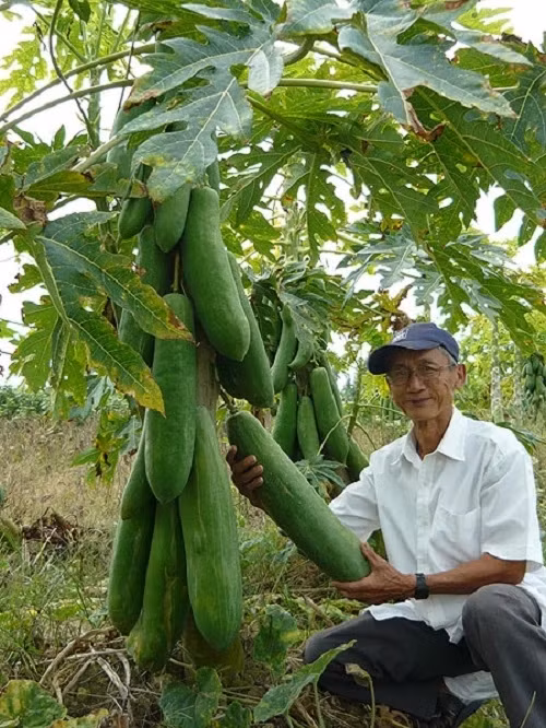 Lão nông Nguyễn Hoàng Oanh ở ấp An Tấn, xã An Lạc Tây, huyện Kế Sách (Sóc Trăng) với biệt tài trồng các loại cây nông nghiệp cho sản phẩm khổng lồ, trong đó có quả đu đủ dài 6 tấc. Ảnh: Dân Việt