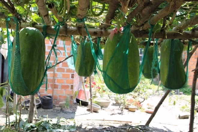 Ngoài bán quả, người nông dân còn thu hoạch nước hứng từ dây bí, với giá dao động từ 70.000 - 100.000 đồng/lít. Ảnh: CAND