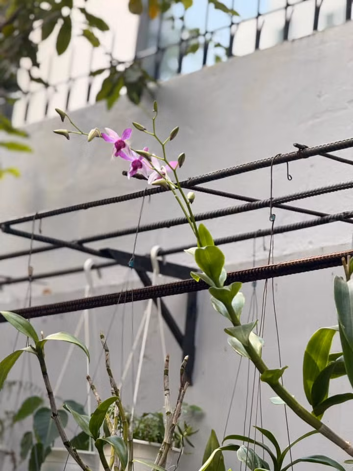 Chậu lan trong vườn cũng đã bắt đầu cho hoa. Ảnh: FB Ngọc Lan Nguyễn