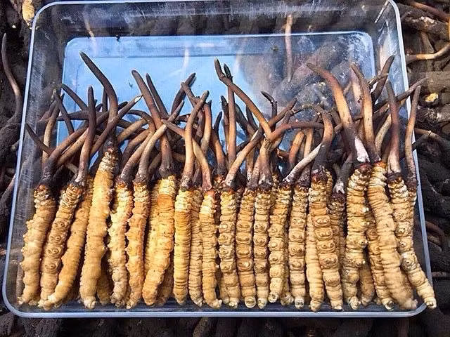Khu vực Tây Tạng có độ cao khoảng 4.500-6.000m so với mực nước biển, nhiệt độ trung bình trong năm từ 0-3 độ C, ít người sinh sống, môi trường tự nhiên không bị ô nhiễm, là điều kiện lý tưởng để đông trùng hạ thảo cho chất lượng tối ưu. Ảnh: TiemthuocbacSaiGon