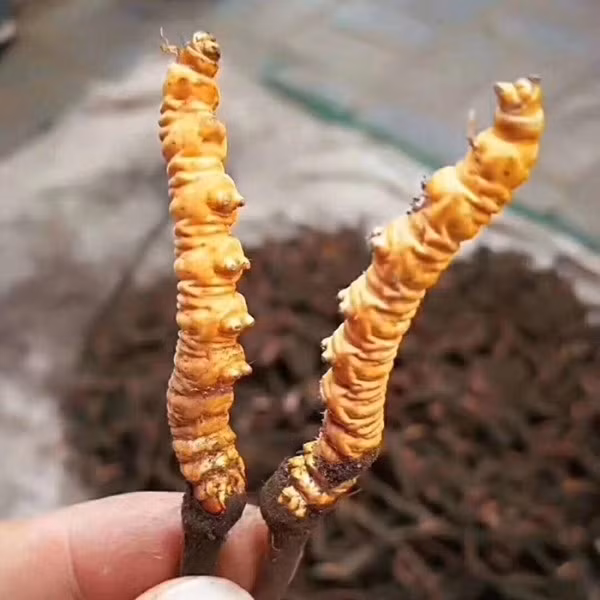Trong số các loại đông trùng hạ thảo, đông trùng hạ thảo Tây Tạng (hay còn gọi sâu cỏ) được coi là “tiên dược” tự nhiên, có chất lượng tốt nhất. Ảnh: Vuonsam