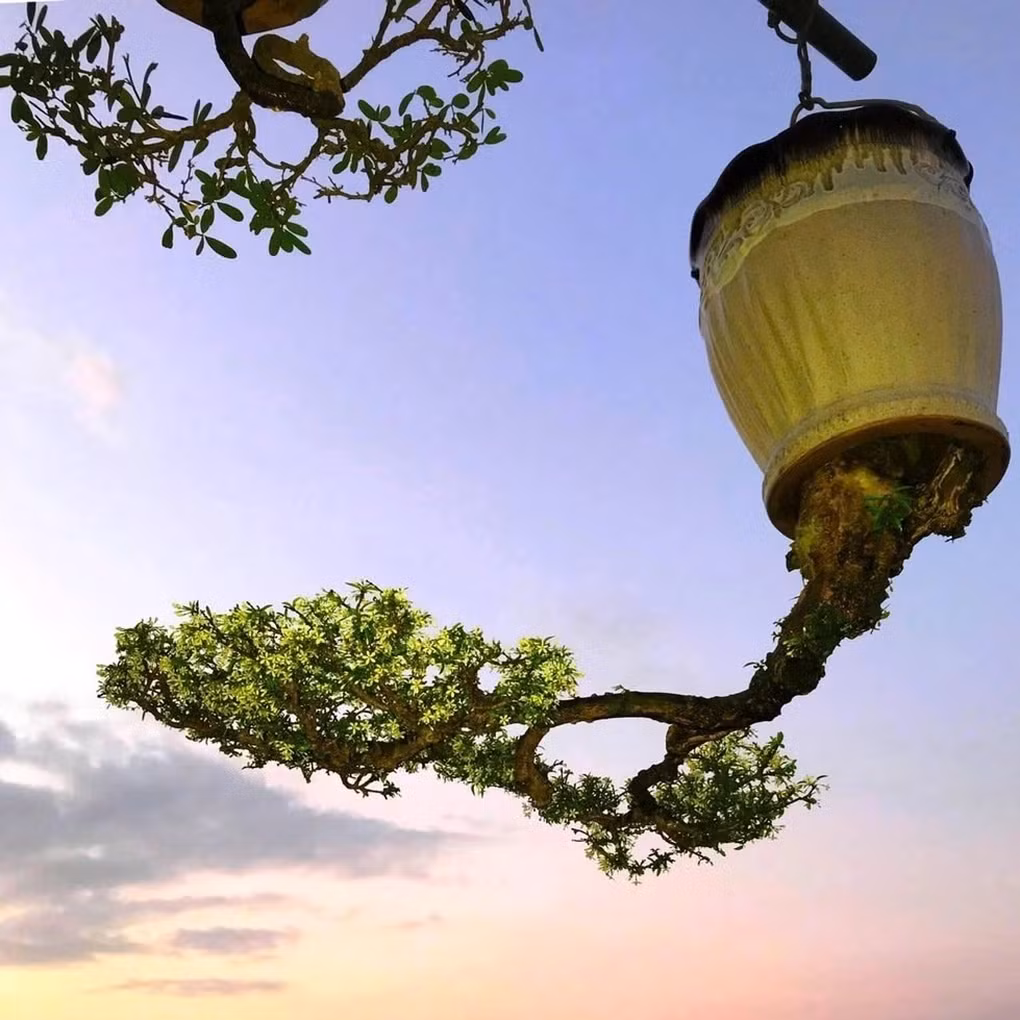 Cây mai chiếu thủy, dòng "kim giòn" được giới bonsai ưa chuộng bởi màu trắng tinh khôi và hương thơm dễ chịu Ảnh: Lê Thạnh