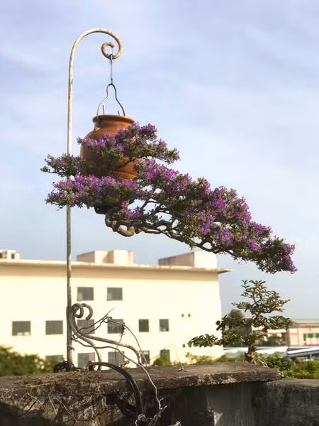 Ông Lê Thạnh đã tạo tác hàng trăm tác phẩm bonsai ngược độc nhất vô nhị tại Việt Nam. Ảnh: FB Lê Thạnh