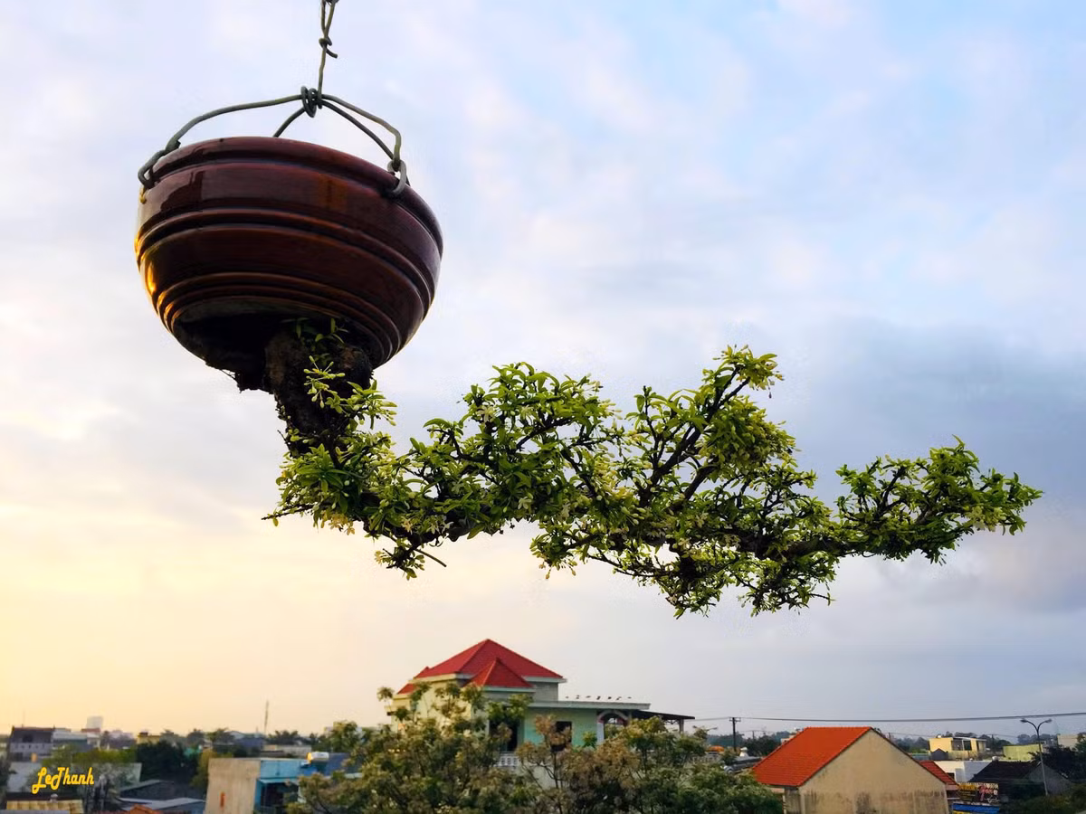 Theo ông Lê Thạnh, nghệ thuật bonsai kinh điển quan niệm bonsai là nghệ thuật tái hiện hình tượng cây cối từ thiên nhiên vào trong tác phẩm. Ảnh: FB Lê Thạnh