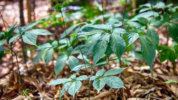 Ngoài củ, lá, quả, hạt sâm ngọc linh cũng được đánh giá cao về giá trị dinh dưỡng. Theo đó, lá sâm Ngọc Linh được săn lùng ráo riết với giá từ 10-12 triệu đồng/kg lá tươi và 150 triệu đồng/kg lá khô. Ảnh: Internet