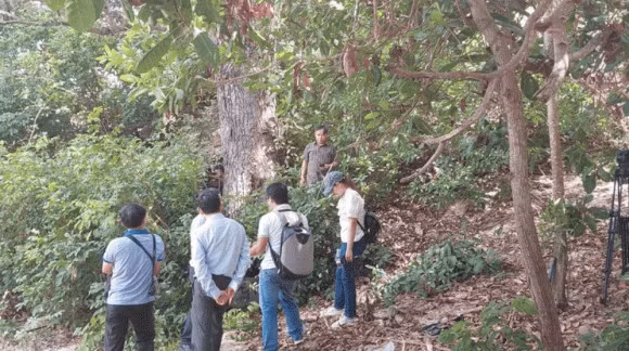 Trước kia, gỗ chai lá cong từng được sử dụng để làm kèo cột, đóng giường tủ, tàu thuyền, thậm chí cả các công trình quan trọng. Ảnh: Internet