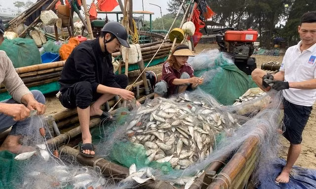 Giá trị của cá trích không cao so với nhiều loài cá khác, nhưng mỗi chuyến tàu, bè của ngư dân ra khơi cũng đánh bắt được vài tạ. Ảnh: ĐSPL
