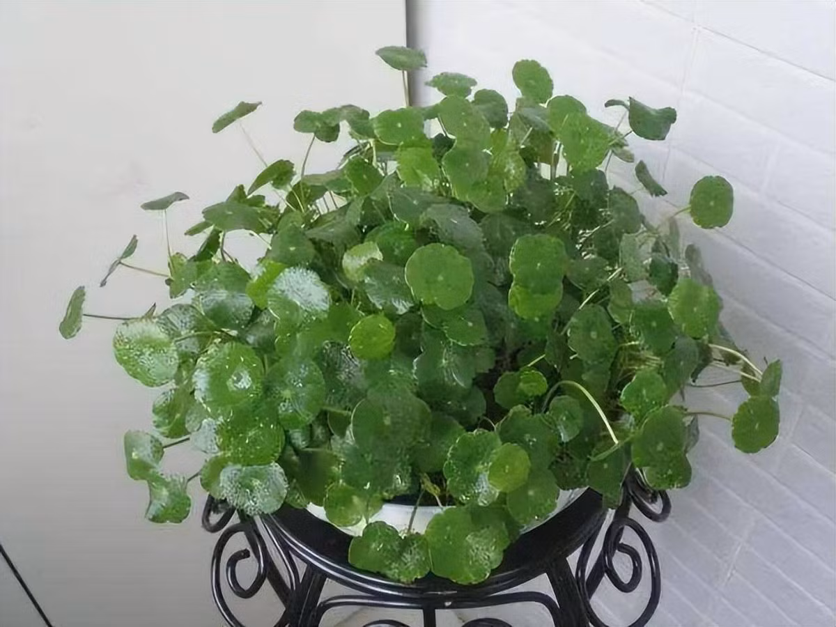 Cỏ đồng tiền ưa nước, trong quá trình bảo dưỡng nên giữ cho đất chậu hơi ẩm, tưới nước kịp thời khi đất chậu khô . Ảnh: Internet