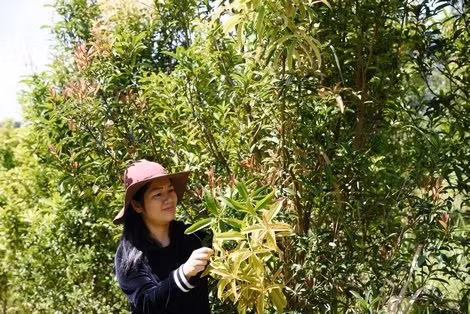 Vuong quoc bi an 40 loai tra hoa vang quy hiem o Viet Nam-Hinh-2