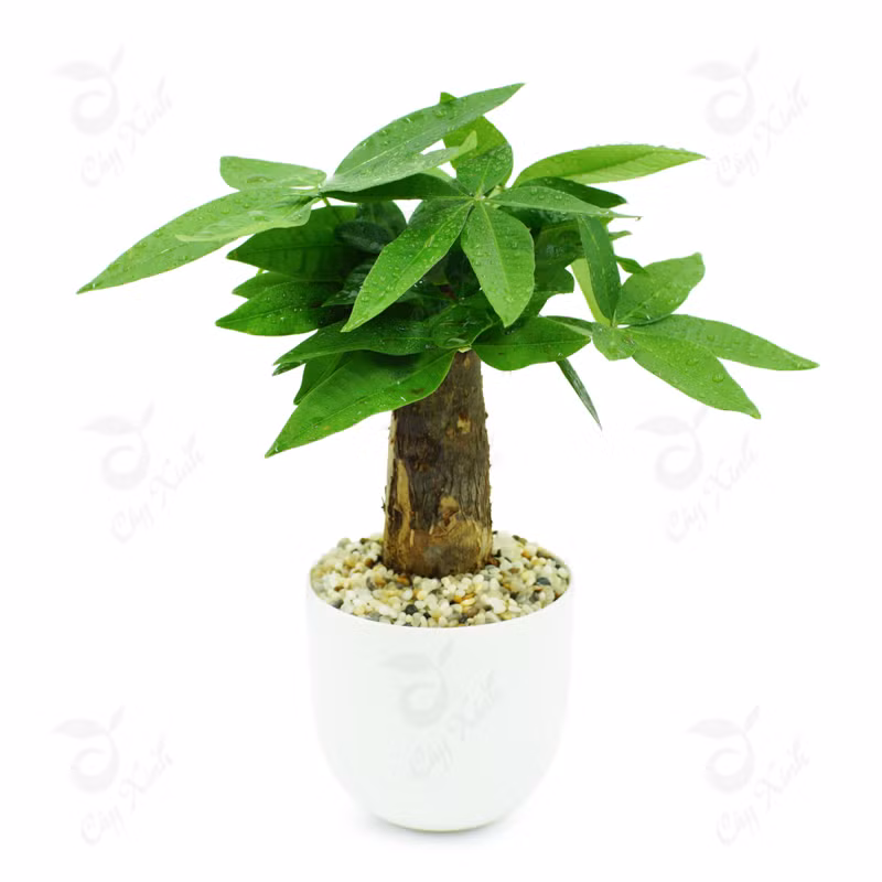 Loại cây phong thủy này có ý nghĩa rất tốt trong phong thủy, nó được coi là biểu tượng của tiền vàng, sự giàu có và sung túc, nên còn được mệnh danh là cây phát tài phát lộc. Cây rất dễ chăm sóc, có thể sống được cả trong môi trường trong nhà hoặc ngoài sân vườn, thậm chí sống trong cả phòng lạnh, cây nhỏ có thể để bàn, ngoài tác dụng đem lại tài lộc, còn có thể đuổi muỗi.