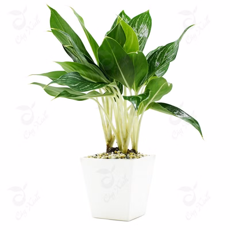 Cây trồng trong chậu rất đẹp, dùng trang trí trong nhà, văn phòng rất phù hợp. Với kích thước bụi cây nhỏ từ 15 – 25 cm, cây có thể được chọn trồng vào những chậu nhỏ để đặt trên bàn hoặc cửa sổ.
