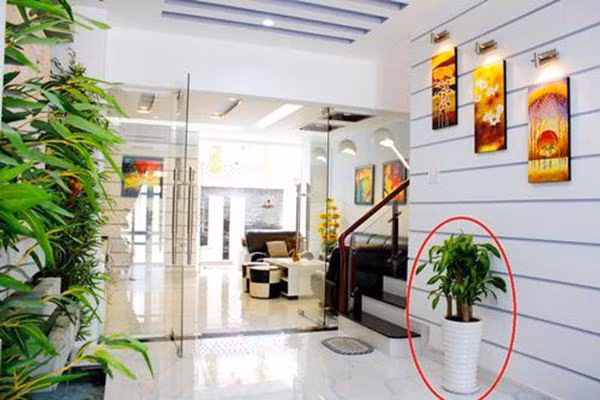  4. Trồng cây xanh trong nhà hoặc trước nhà: Theo quan niệm về phong thủy, cây xanh mang lại khá nhiều lợi ích, đặc biệt những loại cây mọng nước là biểu tượng cho sự cát tường nên thường được mọi người ưa chuộng. Tại sao bạn không lên ý tưởng trồng ngay một số loại cây xanh trong nhà hoặc trước cửa nhà đang trống, vừa làm cảnh, tạo không gian xanh mát, vừa đem lại thịnh vượng cho gia đình.