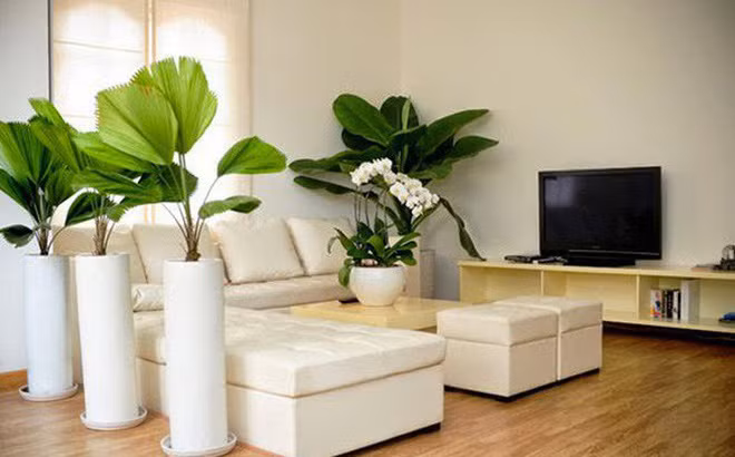 Cây xanh nên đặt ở phía Đông, Đông Nam của ngôi nhà hay văn phòng, cây sẽ giúp nghề nghiệp của bạn thăng tiến, tăng tuổi thọ người trong nhà. Một số loại cây được xem là cây tài lộc phong thủy như: ngọc bích có lá giống viên đá cẩm thạch, hoa cúc, mẫu đơn, hay các loại cây lọc khí như lưỡi hổ, thường xuân,… Tuyệt đối tránh trồng các loại cây có gai nhọn trong nhà mà chỉ nên trồng bên ngoài như xương rồng, tạo nên dòng năng lượng độc hại có thể gây bệnh tật hay bất hạnh cho gia chủ.
