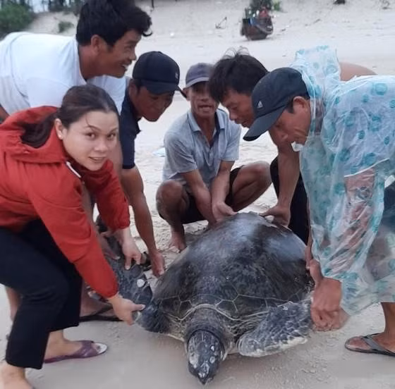 Vào khoảng 17h ngày 8/10/2022, trong lúc đang vá lưới tại bãi biển thôn Tân Mạch (xã Vĩnh Thái, huyện Vĩnh Linh, tỉnh Quảng Trị), 5 ngư dân và 2 em học sinh đã phát hiện một cá thể vích có chiều dài mai 1,16m, chiều rộng mai 0,86m và nặng gần 100 kg bị sóng lớn đánh trôi dạt vào bờ biển. Ảnh: Sài Gòn Giải Phóng.