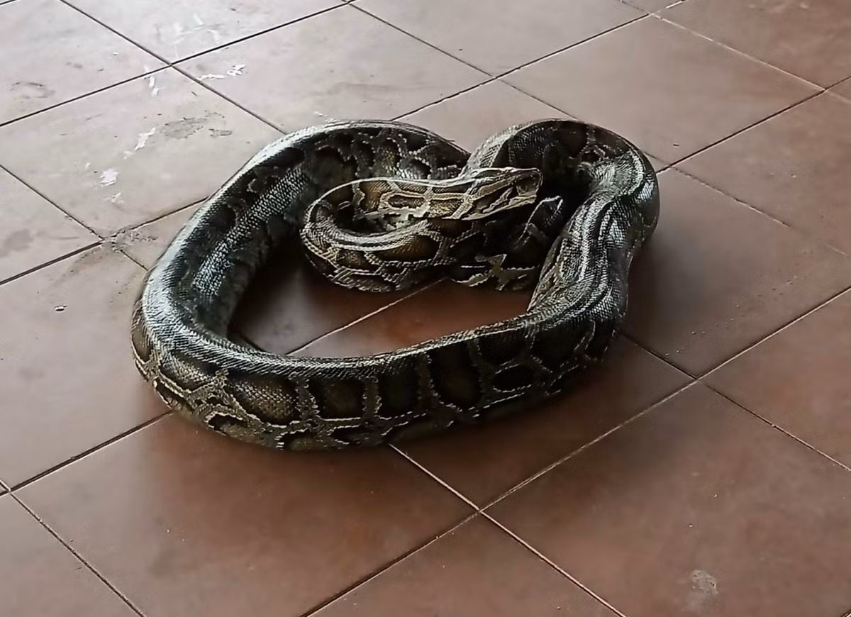Tiếp đến, người dân thông báo và bàn giao cá thể trăn "khủng" cho cơ quan chức năng.