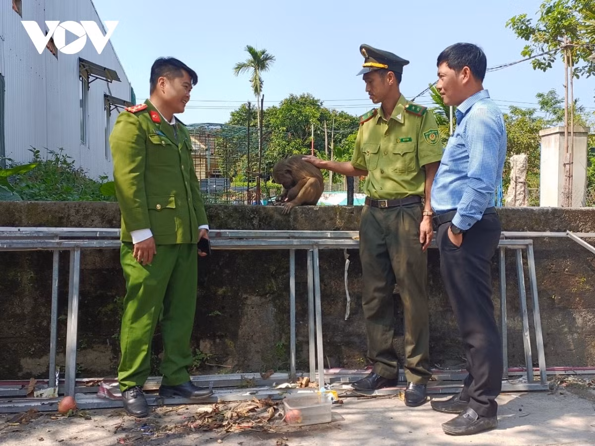 Sau khi được lực lượng Cảnh sát môi trường Công an tỉnh Thừa Thiên - Huế tuyên truyền, vận động, biết được đây là động vật thuộc nhóm 2B, nguy cấp, quý hiếm nên anh Nguyễn Văn T. đã giao lại cá thể khỉ mặt đỏ trên để lực lượng chức năng xử lý, thả về rừng tự nhiên. Đến ngày 8/3, Phòng Cảnh sát môi trường Công an tỉnh Thừa Thiên - Huế phối hợp với Hạt kiểm lâm thị xã Hương Thủy thả cá thể khỉ mặt đỏ về rừng tự nhiên.