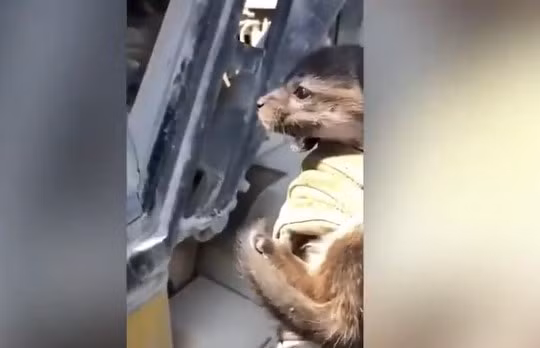Trong các video được anh Malachi đăng tải trên tài khoản TikTok cá nhân (@dropbackchi), con cáo chạy quanh sân, thậm chí leo lên chân và ngồi lên vai anh.