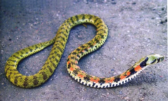 Rắn hổ keelback (Tiger keelback) là một loài rắn nước, còn gọi là yamakagashi hay rắn nước Nhật Bản, sống phổ biến ở vùng Đông Nam Á, trong đó có Việt Nam. Chúng chủ yếu sử dụng chất độc để phòng thủ.