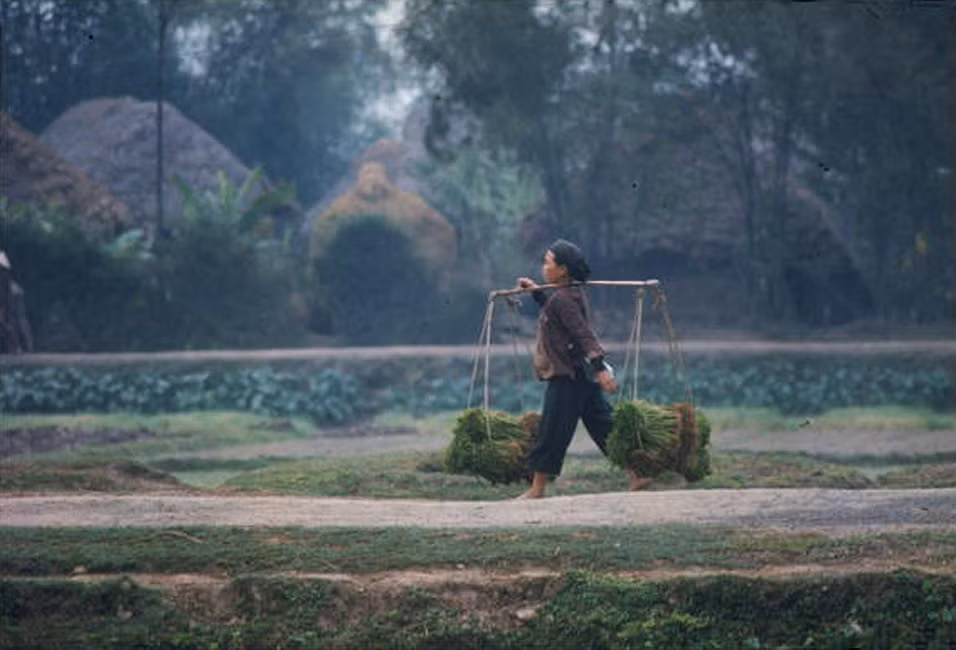 Một phụ nữ gánh mạ trên bờ đê.