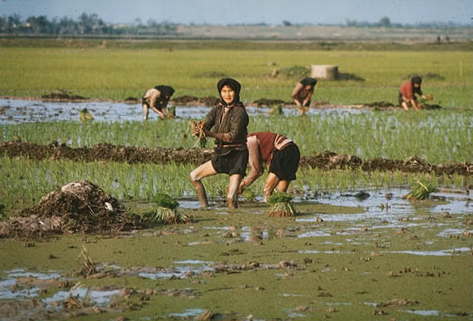 Những người phụ nữ trên đồng ruộng.