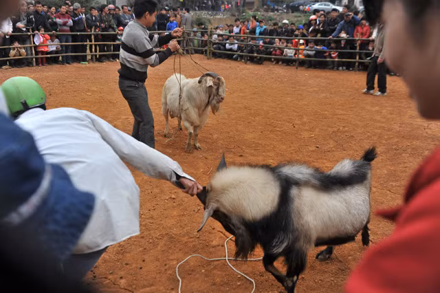 Cứ mỗi độ xuân về, ở các huyện Hoàng Su Phì, Đồng Văn, mèo Vạc của tỉnh Hà Giang lại tổ chức các hội chọi dê, tạo ra những sân chơi vô cùng thú vị cho đồng bào miền núi.