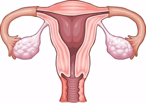 Cụ thể nghiên cứu mới đây chứng minh rằng, đậu nành có chứa nhiều genistein là một hormone thiên nhiên nguồn gốc thực vật (phytohormone), có thể tương tranh với estrogen trong cơ thể người phụ nữ, làm ảnh hưởng quá trình trưởng thành của trứng.