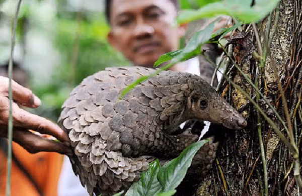 Những năm gần đây tê tê trở thành mặt hàng buôn bán xuyên biên giới. Vì vậy nước ta đã cấm săn bắt buôn bán tê tê và vẩy tê tê với bất cứ hình thức nào.