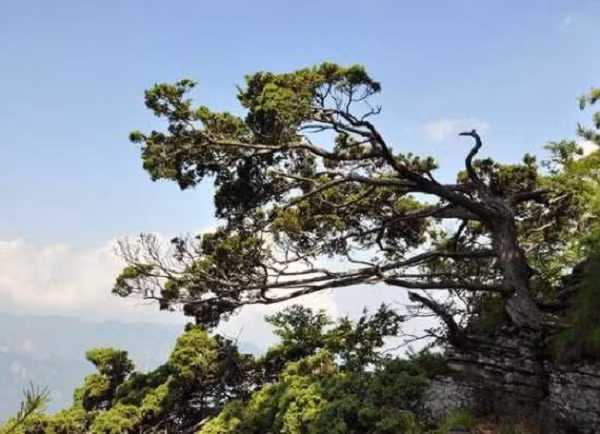Cây nhai bách (tên khoa học thuja sutchuenensis) là một giống cây mọc tự nhiên trên các vách núi đá vôi, rặng núi, sườn núi với độ cao trên 1.500m.