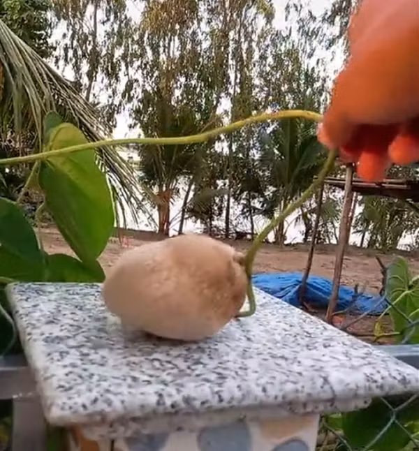 Người thanh niên khẳng định 95% dân mạng sẽ không biết tên gọi của nó. Nó nửa giống khoai, nửa lại như củ sắn. Lạ lùng hơn là nó lại mọc trên giàn dây như một loại quả chứ không phải củ.