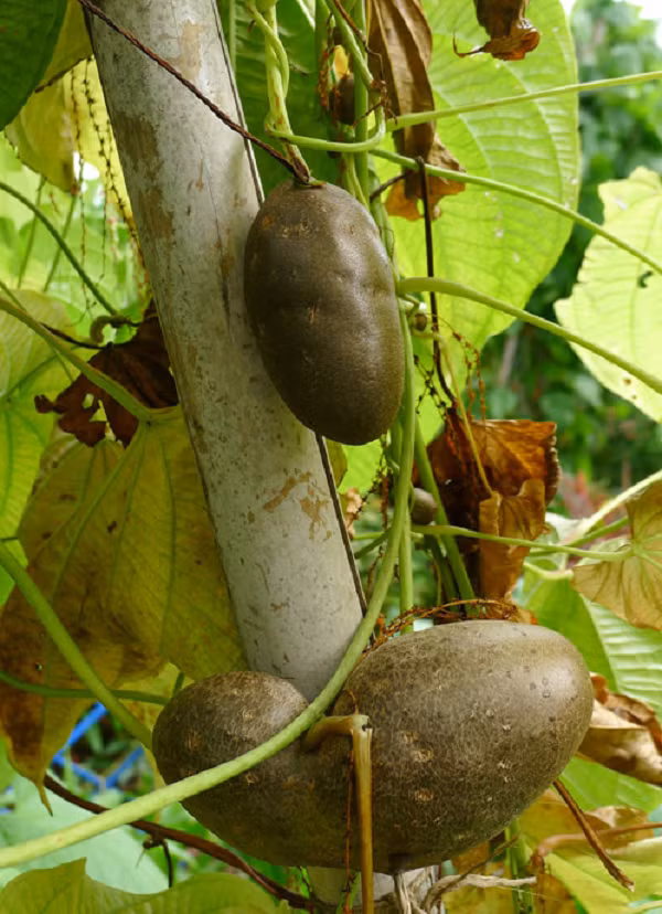 Chúng còn được dán nhãn là một loài xâm lấn phá hủy nhiều giống cây trồng khác, chúng thường phát triển rất nhanh, tốt tới mức gây hại cho thực vật bản địa và làm hỏng hệ sinh thái địa phương.