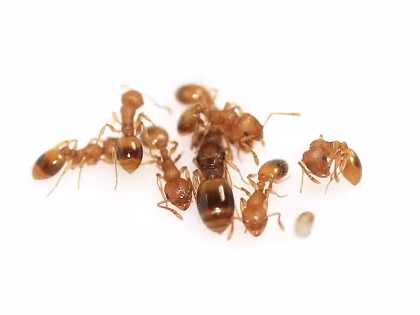 Nó bật những gen có trong kiến chúa Temnothorax, nhưng đã bị tắt đi trên kiến thợ. Điều này giúp những con kiến thợ Temnothorax nhiễm sán sống lâu hơn.