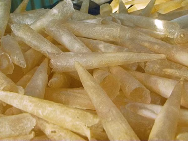 Mỗi con cá thông thường chỉ có một chiếc bong bóng duy nhất nên có thể nói đây là mặt hàng này siêu hiếm. Bong bóng cá là 1 trong những cơ quan nội tạng của cá, có hình dạng như chiếc túi chứa đầy không khí bên trong.