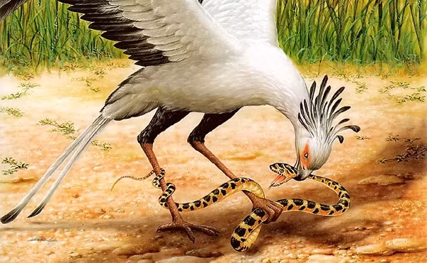 Diều ăn rắn ( Sagittarius serpentarius ) là một loài chim săn mồi to lớn, chúng sinh sống chủ yếu trên mặt đất, được tìm thấy nhiều ở Châu Phi, ở những đồng cỏ xavan thưa cây cối trong khu vực hạ Sahara.