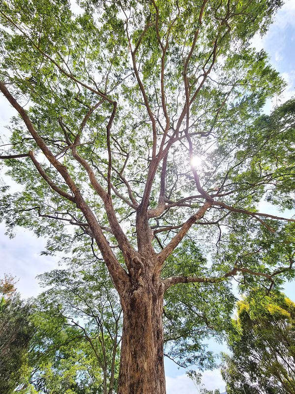 Gỗ giáng hương mắt chim còn được gọi là giáng hương Ấn, tên khoa học là Pterocarpus indicus được tìm thấy tại Đông Nam Á, bắc Châu Úc, Trung Quốc, quần đảo Solomon, Ấn Độ…