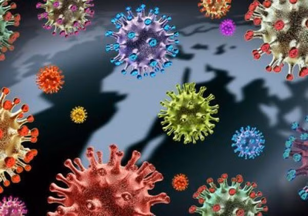 Và tính đến nay, câu hỏi về nguồn gốc virus Corona được truyền từ dơi sang người và liệu dơi có phải là vật chủ ban đầu hay không vẫn chưa được giải đáp.