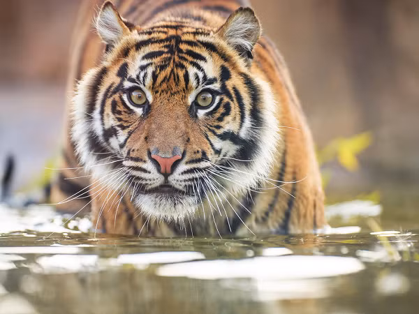 Dù có kích thước khá nhỏ nhưng hổ Sumatra nổi bật với đôi chân mạnh mẽ và nhanh nhẹn. Cơ bắp của chúng cũng vô cùng phát triển, khả năng bật nhảy cực tốt do chi sau dài hơn chi trước.