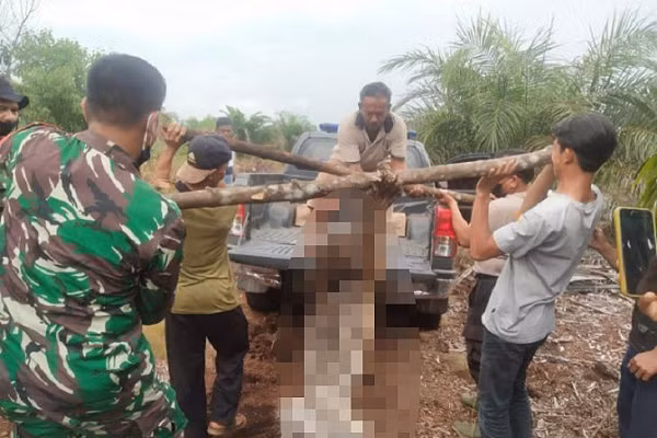 Ngày 17/10, một người nông dân địa phương làm việc trên cánh đồng cách Khu bảo tồn động vật hoang dã Bukit Batu khoảng hơn 20 km, đã phát hiện con hổ Sumatra chết do mắc vào bẫy thép.