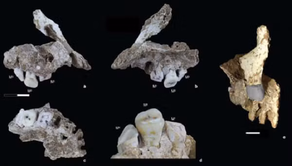 Những bộ hài cốt được xác định là người Homo sapiens, tức tổ tiên của chúng ta, từng ẩn náu trong hang Leang Bulu Bettue ở Tây Nam Sulawesi.