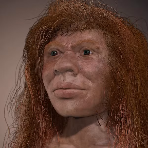 Trong khi nhóm khác tiến hóa dần dần để vài trăm ngàn năm sau sinh ra dòng giống Homo sapiens mới. Trong vòng 300 thế hệ, nhánh còn lại tiến hóa thành Denisovans và Neanderthals.
