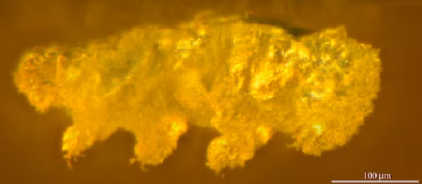 ''Tardigrade là một dòng dõi cổ xưa phổ biến ở khắp nơi trên thế giới, từ thời trỗi dậy của thực vật trên cạn cho đến thời sụp đổ của loài khủng long...