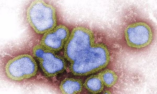 Virus H5N6 lưu hành trong nhiều loài gia cầm tại Trung Quốc, nhưng hiếm khi lây nhiễm sang người. Tuy nhiên, sự biến đổi ngày càng nhanh chóng của chủng virus này và quần thể gia cầm ngày càng gia tăng, đã trở thành mối lo ngại.