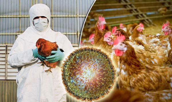  Cúm gia cầm là một loại bệnh cúm do virus từ các loài gia cầm (hay chim) gây ra, có thể xâm nhiễm một số loài động vật có vú. Virus này được phát hiện lần đầu tiên là tại Italy vào đầu thập niên 1990, hiện xuất hiện ở hầu hết các nơi trên thế giới.