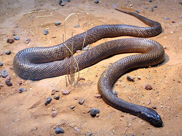 Taipan nội địa có thể giết bất cứ loài động vật nào trên cạn. Chỉ một lượng nọc độc cực nhỏ phun ra sau mỗi nhát cắn, chúng có thể "tiễn" 250.000 con chuột về cõi chết.