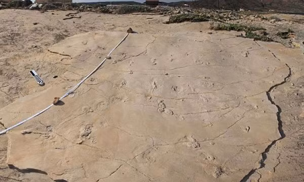 Australopithecus afarensis (Vượn người phương Nam) có đại diện là bộ hài cốt "Lucy" được khai quật ở Ethiopia. Australopithecus afarensis thuộc chi Australopithecus, khác với chi Người (Homo) (gồm loài Homo sapiens chúng ta và các "anh em họ" như Neanderthals, Homo erectus...), nhưng cùng thuộc họ Người (Hominidae).