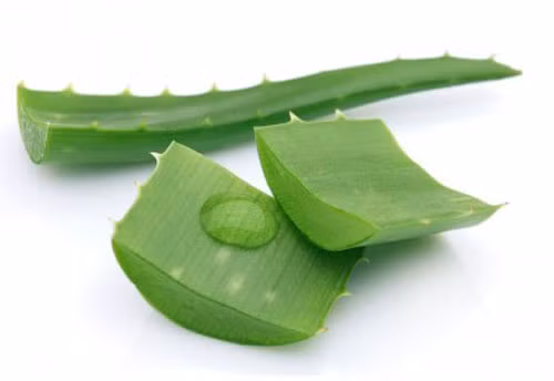 Lô hội. Lô hội là một trong những bài thuốc chữa bệnh kỳ diệu của thiên nhiên. Chỉ cần cắt một miếng lá và lấy lớp nhựa trong nó đắp lên mụt lẹo khoảng 20 phút đến khi nhựa khô. Thực hiện 3 lần mỗi ngày, khoảng 4-5 ngày mụt sẽ khỏi.