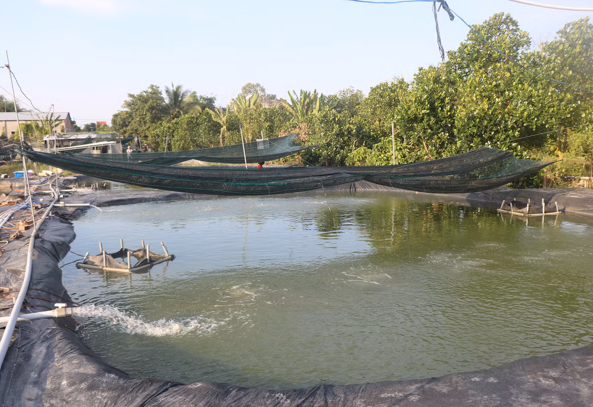 Cu nhan duoc bo viec ve que nuoi ‘nhan sam nuoc’-Hinh-2