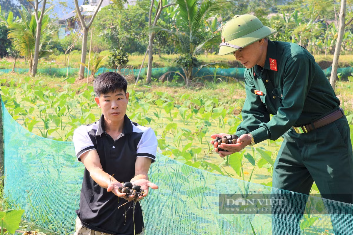 Nong dan Yen Bai thoat ngheo nho nuoi oc dac san-Hinh-2