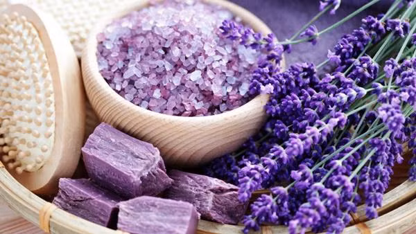 6 loại hoa cực đẹp khiến ruồi muỗi không dám bén mảng vào nhà - Hình 6 6 loai hoa cuc dep khien ruoi muoi khong dam ben mang vao nha-Hinh-6