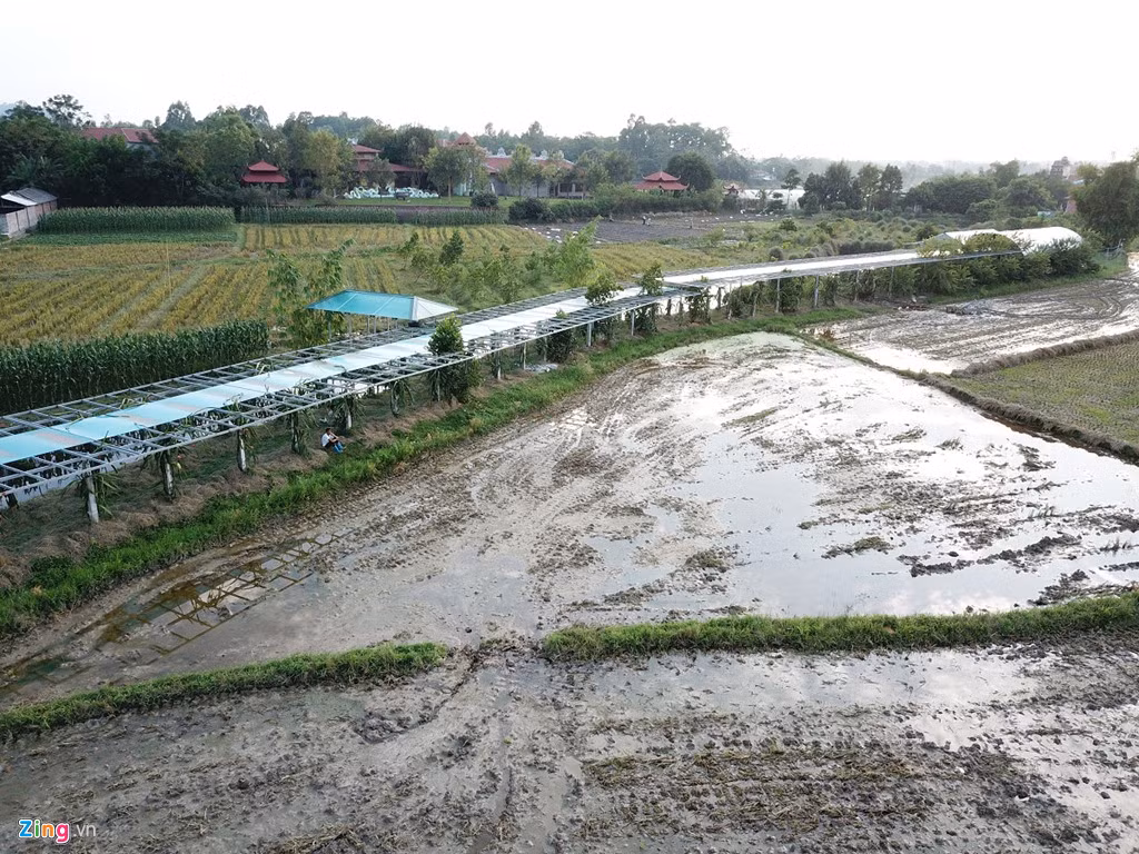 Sư Toàn đang sở hữu một vườn thanh long dài hơn 100 m có mái che được quy hoạch đấu nối với đất chùa.